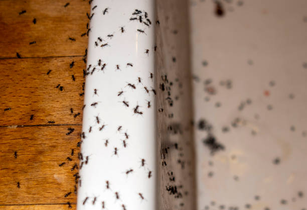 Best Pest Removal Services  in Carle Place, NY